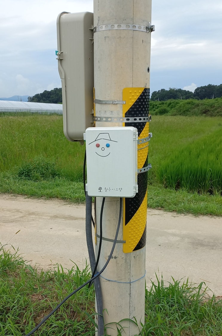  삽시간에 번식한 생태계 교란식물 - 환삼덩굴