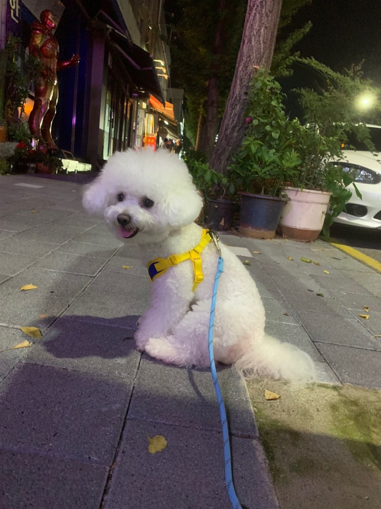 2022.08.31 저녁 댕댕이 일기 2022.08.31 저녁 댕댕이 일기