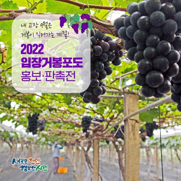 내 고장 천안의 9월은 거봉이 익어가는 계절! 2022 입장거봉포도 홍보 및 판촉전 | 천안시청페이스북