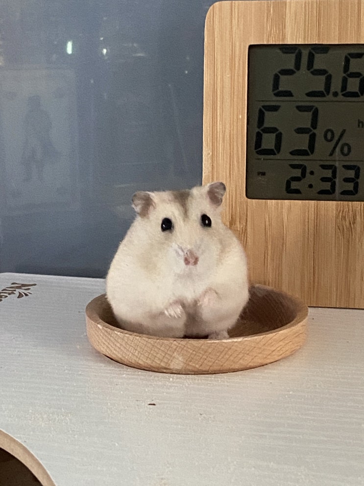  [주간 일기] 여러분 저 한국 왔어요 !!