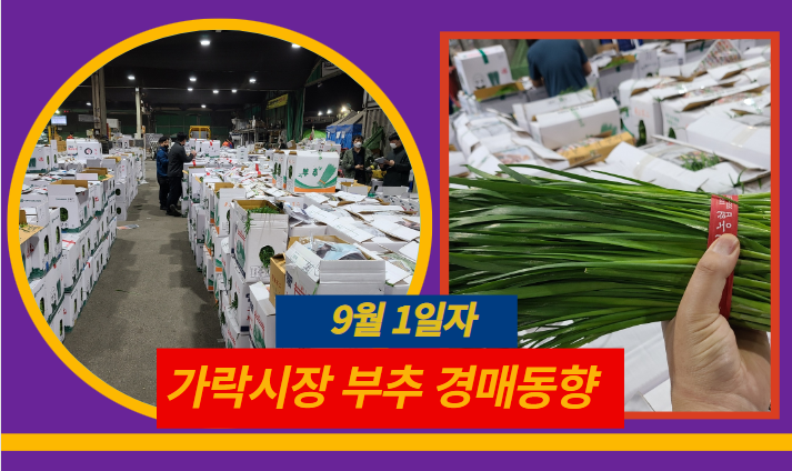  [경매사 일일보고] 9월 1일자 가락시장 "부추" 경매동향을 살펴보겠습니다!