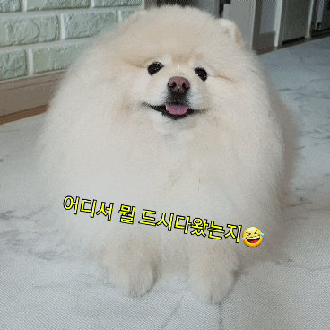  야콥슨기관  코 안에 너 있다 냄새로 읽는 강아지 세상