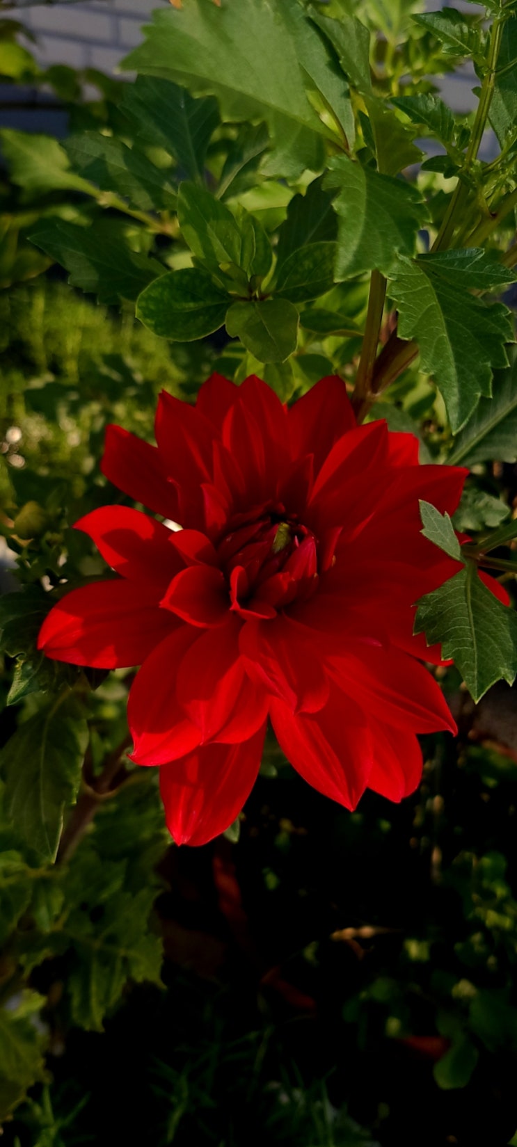 이름모를 붉은 꽃