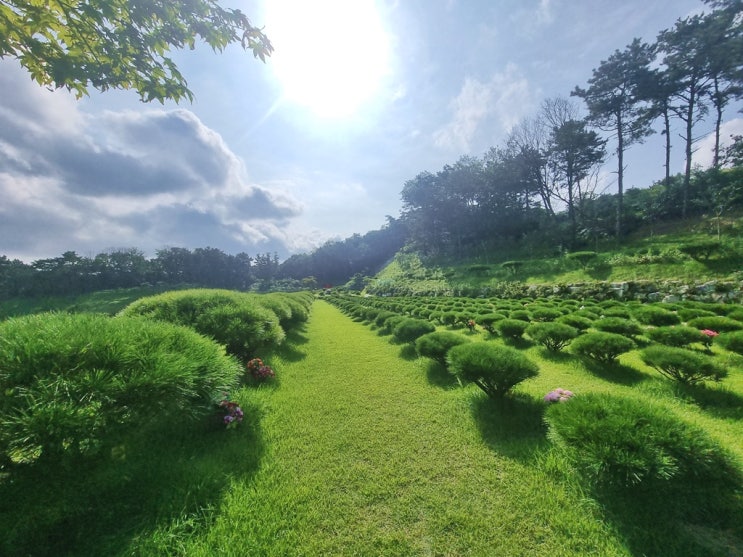  수목장 개인 부부 잔디장 화초장 보자