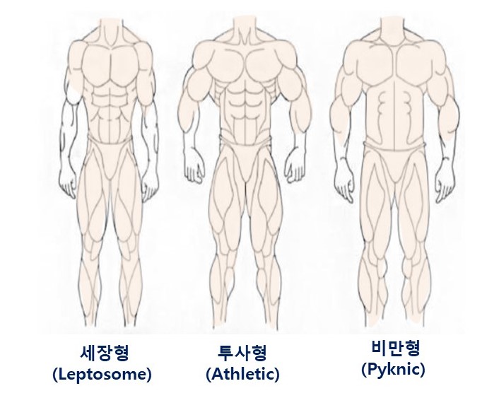  체형구분과 세장형 체형(leptosome, 마른체형)의 근육키우기