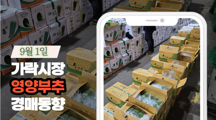  [경매사 일일보고] 9월 1일자 가락시장 "영양부추" 경매동향을 살펴보겠습니다!