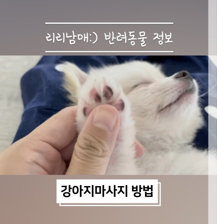  강아지마사지 해주는 방법 및 효과