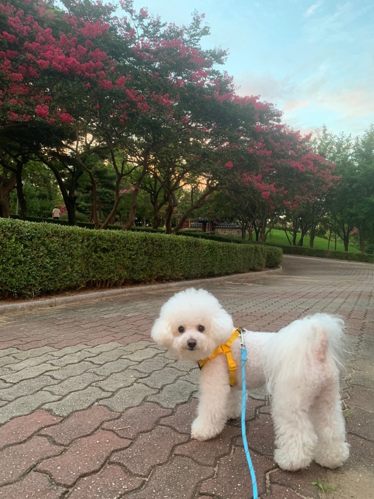 2022.09.01 오후 댕댕이 일기 2022.09.01 오후 댕댕이 일기