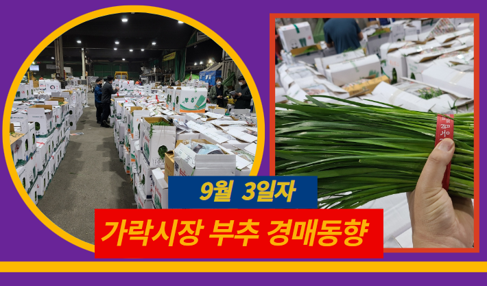  [경매사 일일보고] 9월 3일자 가락시장 "부추" 경매동향을 살펴보겠습니다!