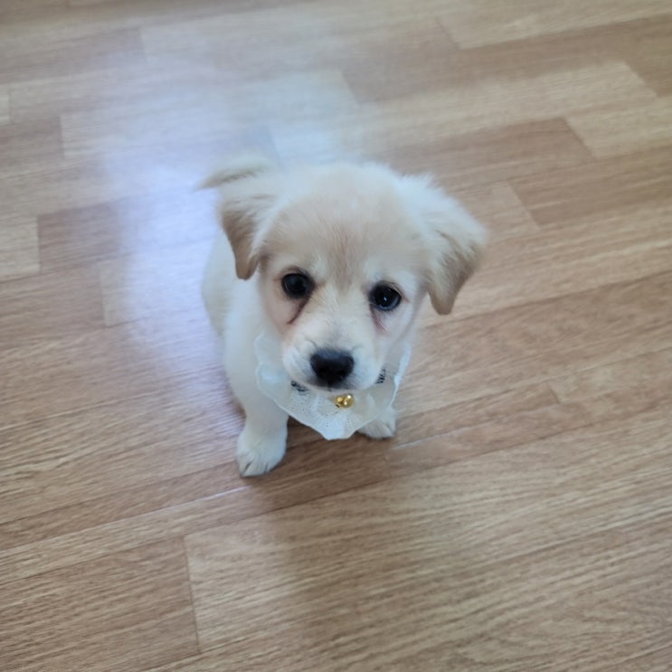  빠숑이와 함께 산책을