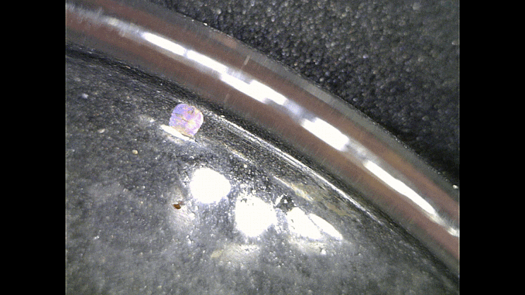  Sapphirinidae sp. (Sea Sapphire) 사피리나의 1종(바다 사파이어)