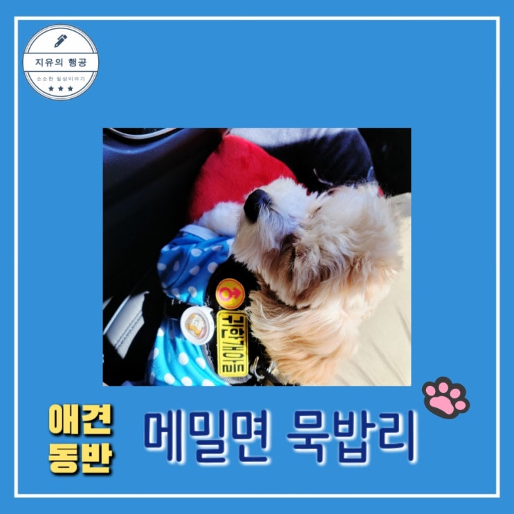  애견 동반 식당 충주 앙성 맛집 [ 메밀면 묵밥리 ] 말티푸 카이 일상