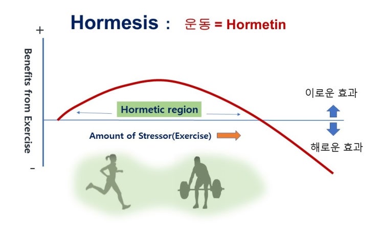  운동의 암발생 예방효과, 호르메시스(Hormesis) 효과, DNA수선시스템(DNA repair system)