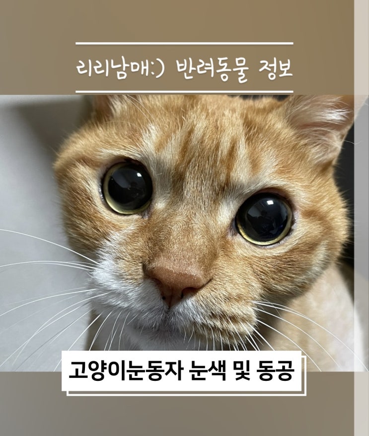  고양이눈동자 눈색 및 동공크기 고양이와 친해지는 방법