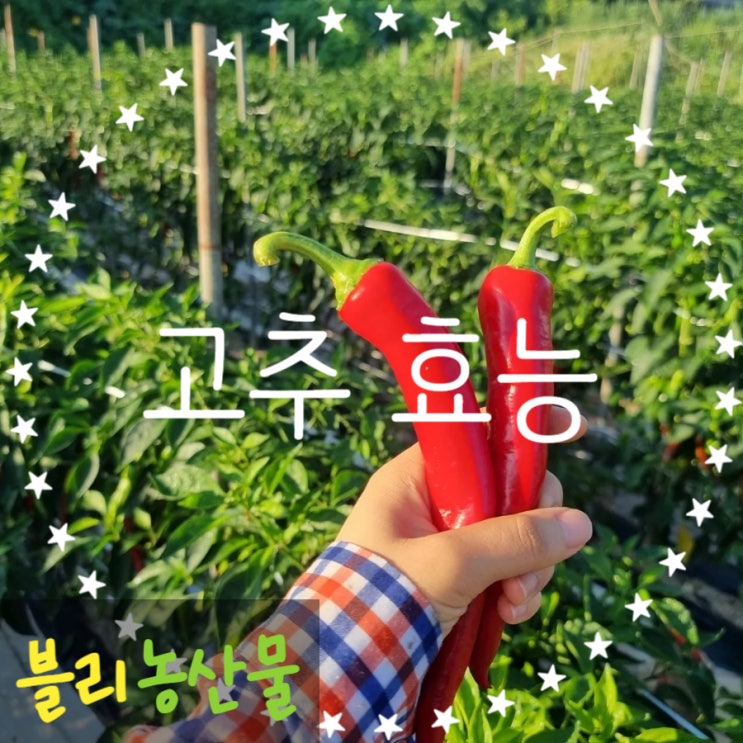  고추 효능 부작용 칼로리