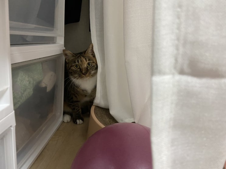  작은아빠를 오랜만에 만난 고양이 아리