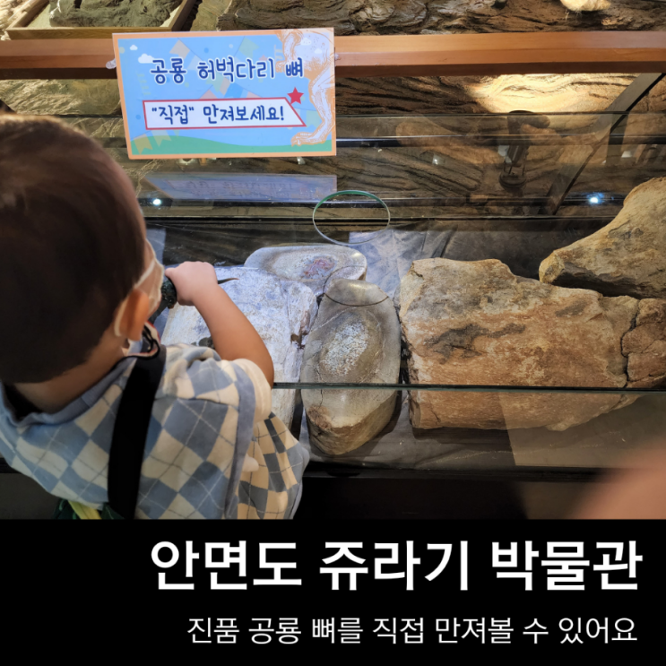  안면도 쥬라기 박물관, 태안 실내 아이와 가볼만 한 곳