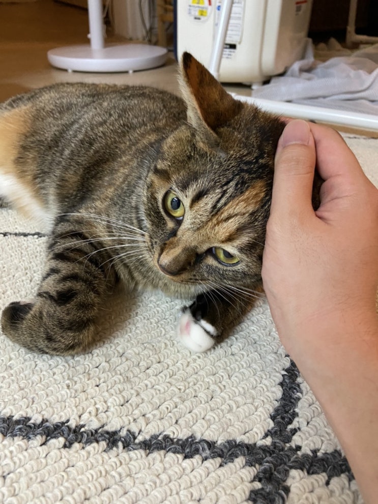  아기 고양이 키우는 법_고양이 제압하기(아리)