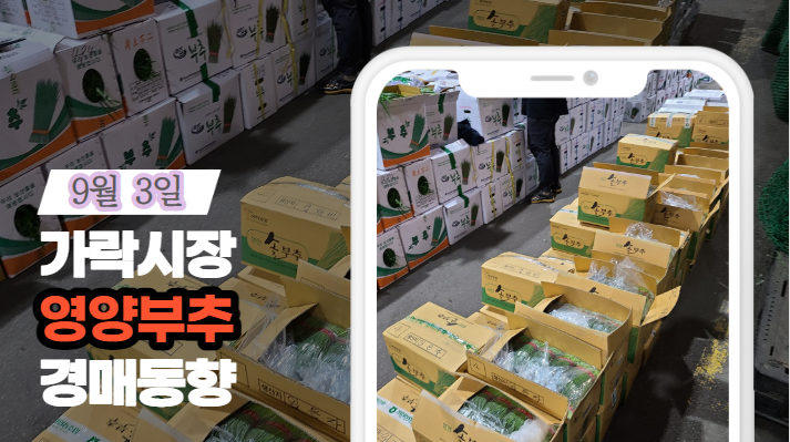  [경매사 일일보고] 9월 3일자 가락시장 "영양부추" 경매동향을 살펴보겠습니다!