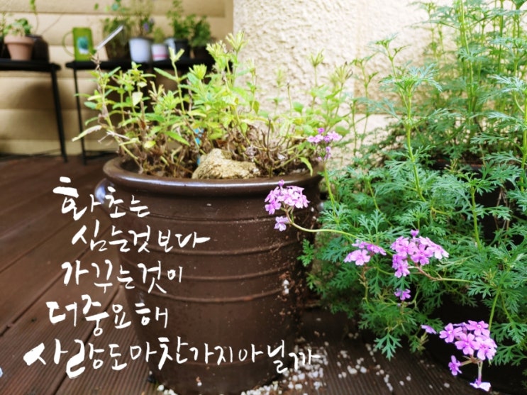  (도드캘리)화초는 심는것보다