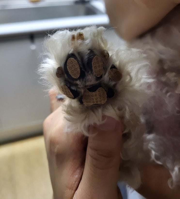  (반려견 용품) 미끄럼방지 발바닥 패트-런패드