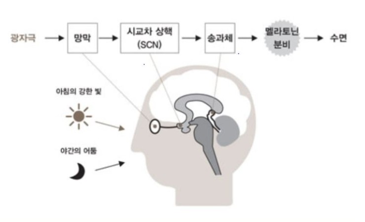  건강한 수면 습관의 이해(세르토닌&멜라토닌 컨트롤)