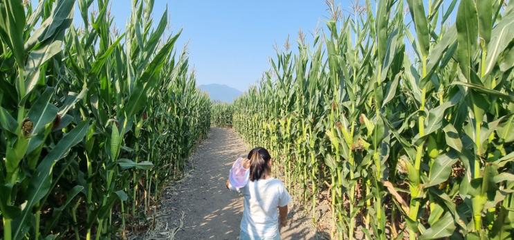  밴쿠버 근교 칠리왁 옥수수 미로(Chilliwack Corn Maze / Greendale Acres)