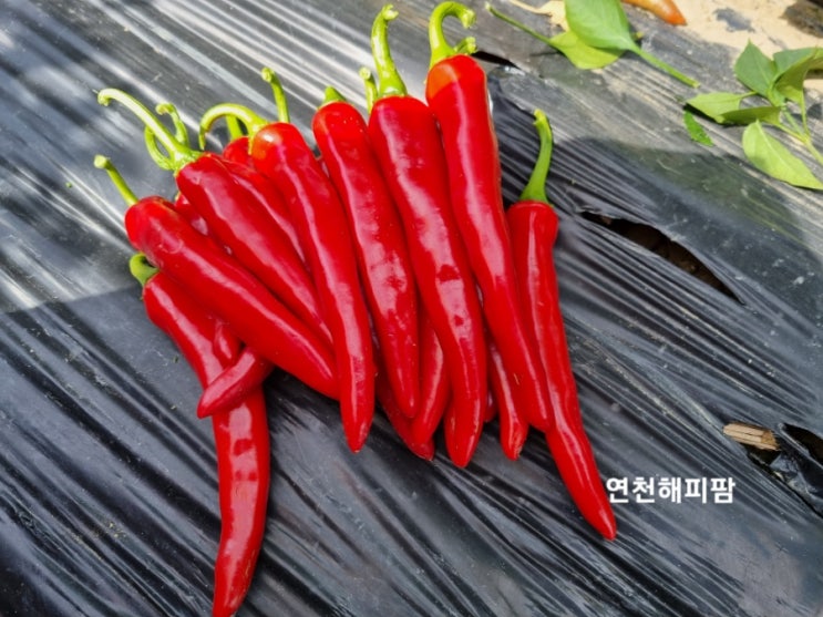  9월3일 해피팜네 홍고추 수확날