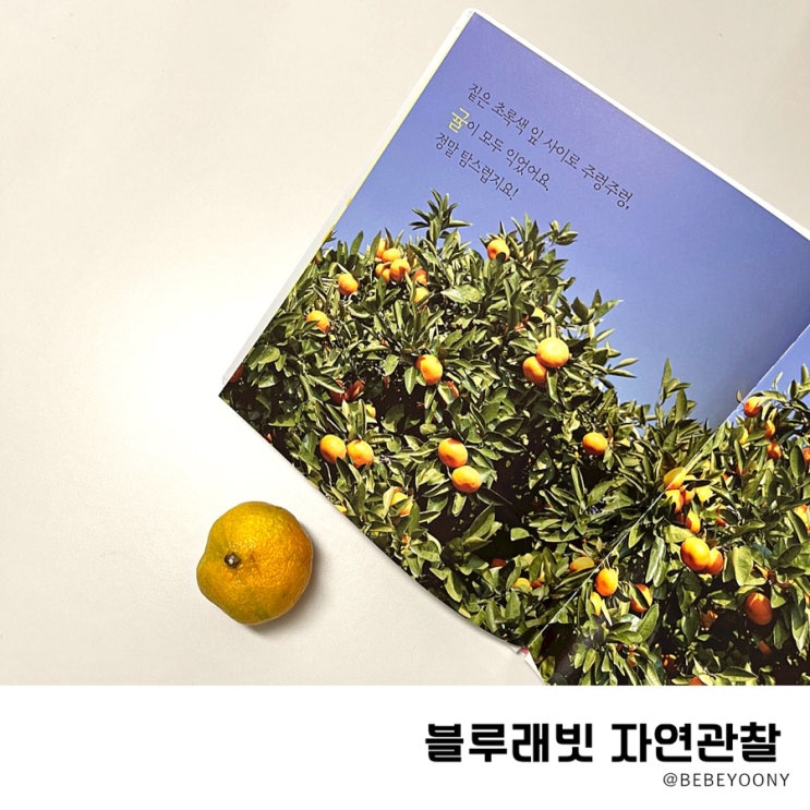 블루래빗 자연관찰책 플랩북 편식하는 아이 읽어줘요