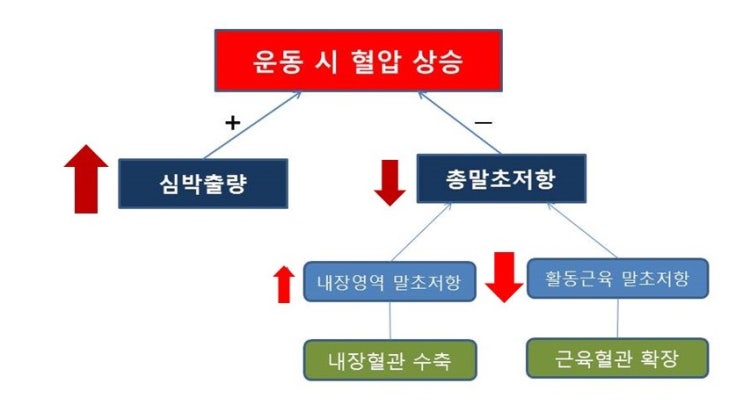  고혈압환자, 상체운동보다 하체운동, 심박출량, 총말초저항,혈류배분