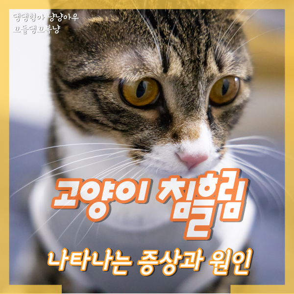  고양이 침흘림, 무슨 문제가 있는 걸까? (증상과 원인)
