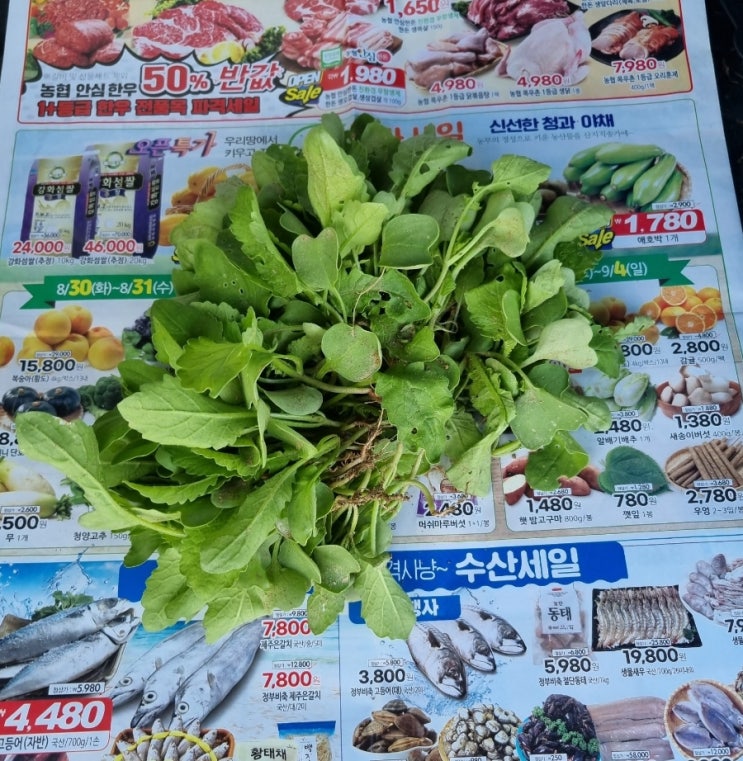 무 순 당근 솎기 북돋아주기 배추 모종심기