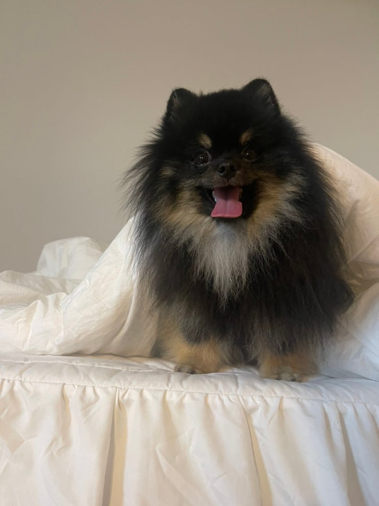  포메라니안 블랙탄 (Pomeranian BlackTan ) 1살 후추 근황 @