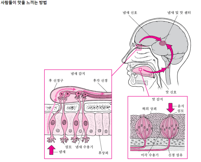 코로나 후각상실 미각상실. 회복하는 방법 (feat.약국약) : 네이버 블로그