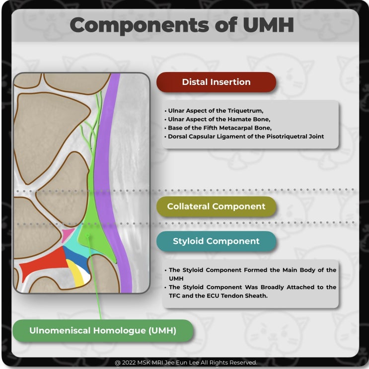  [Anatomy_18] Component of ulnomeniscal homologue, TFCC, wrist MRI