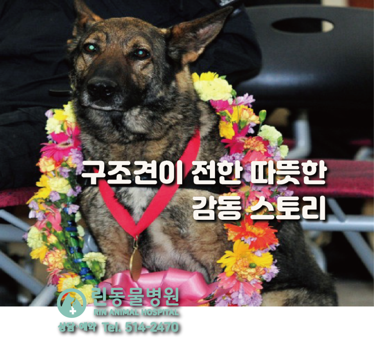 <b>구조견</b>이 전한 따뜻한 감동 스토리 / 린동물병원 칼럼