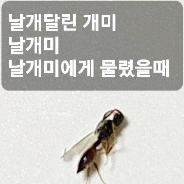 , 갑작스럽게 집에 생긴 날개미 (벌레 물린사진 有), 벌레물린데연고