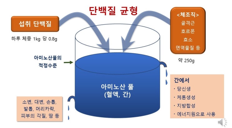  단백질균형과 아미노산풀(amino acid pool), 근성장과 근손실, 글루코스-알라닌사이클