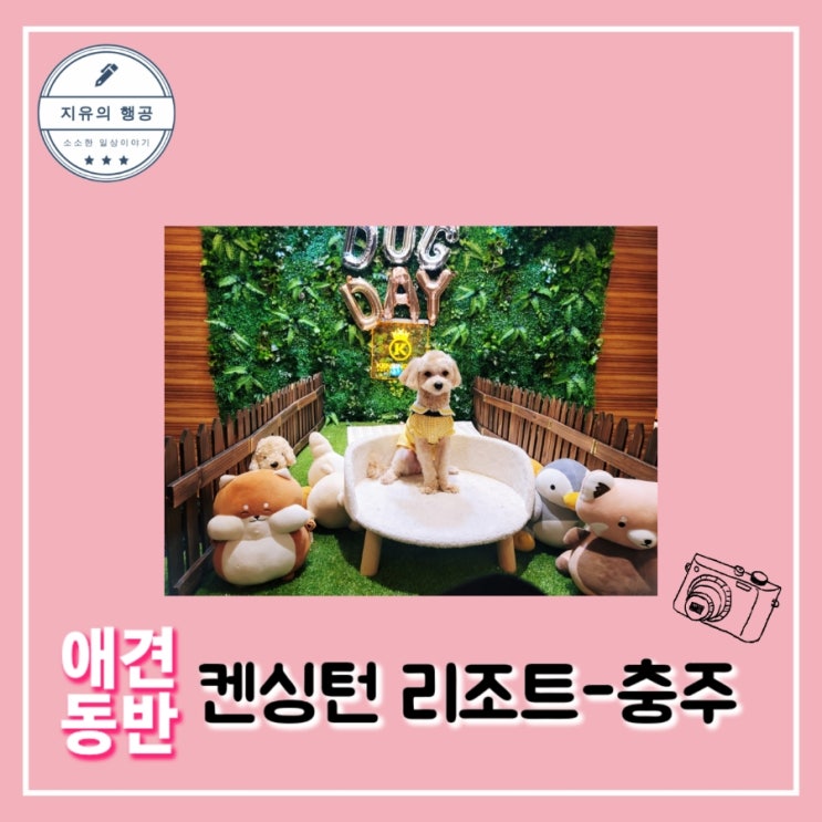  애견 동반 여행 [ 충주 켄싱턴 리조트 ] 펫룸 스튜디오 16평 조식 포함 내돈내산 솔직후기 말티푸 카이 일상