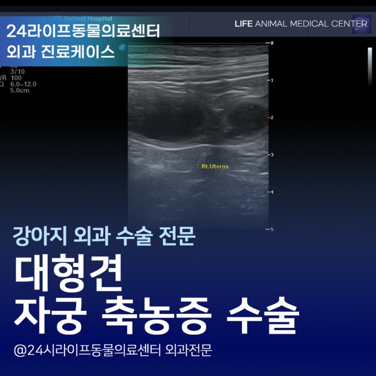 대구 대형견 동물병원 : 대형견 자궁축농증 응급 수술은 24시동물병원에서!