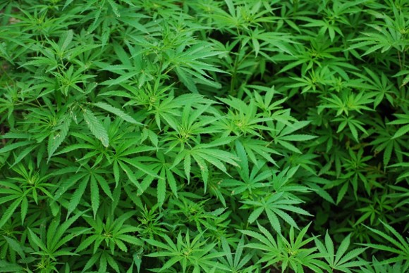 미국 38개 주 대마초 합법 : 미국인 6명 중 1명 마리화나(Marijuana) 대마초(Cannabis) 흡연 중