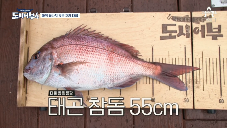 도시어부 시즌4 9화 추자도 2일차 선상 돌돔 찌낚시 결과