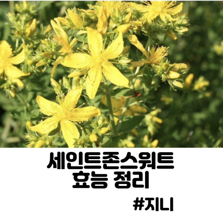 세인트존스워트 - 불면증, 우울증, 불안증