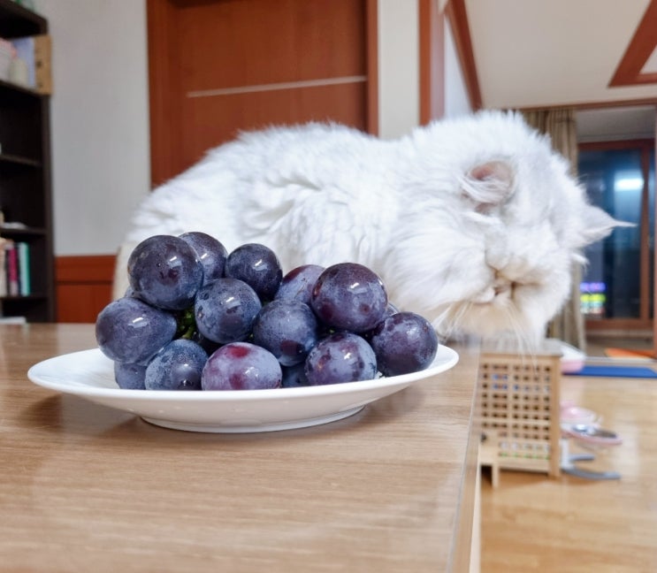  고양이 포도 먹으면 절대 안되는 이유