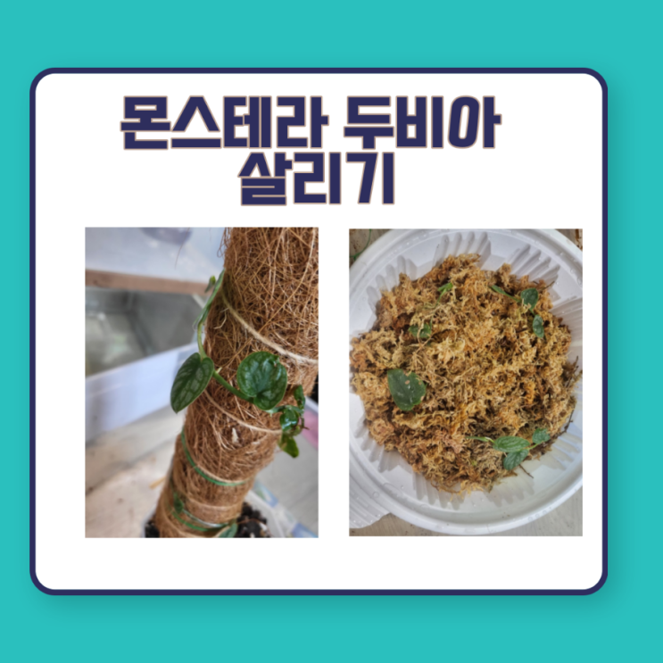 몬스테라 두비아 살리기(독일카씨님 방법 활용) 몬스테라 두비아 살리기(독일카씨님 방법 활용)