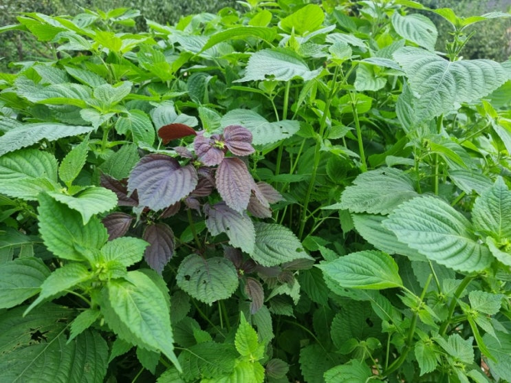  일요일을 알차게