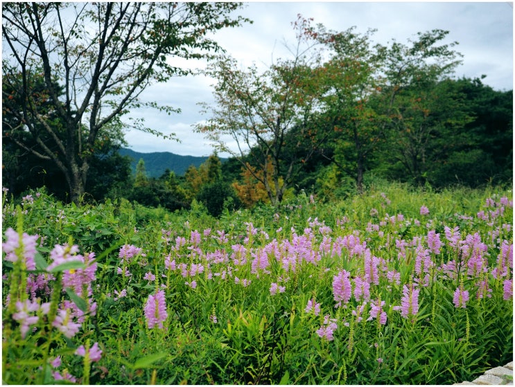 지리산정원 야생화테마랜드_ 숲속수목가옥이 있는 전남 구례 산림복합휴양공간