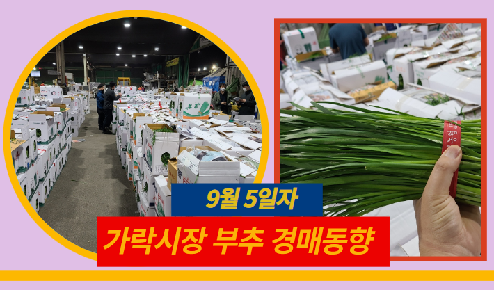  [경매사 일일보고] 9월 5일자 가락시장 "부추" 경매동향을 살펴보겠습니다!