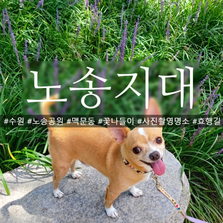  수원 노송지대 경기도 기념물 맥문동 군락지 사진출사 명소