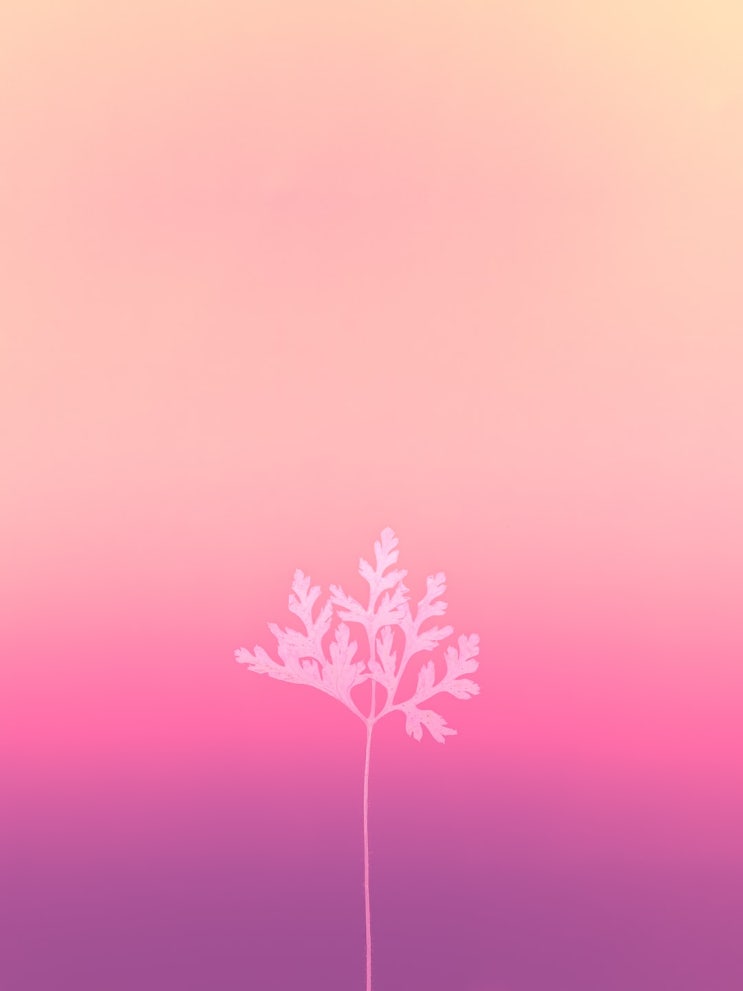 [오찾당] #35 핑크빛이 있는 장소